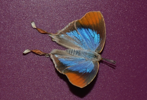 Figtree Blue