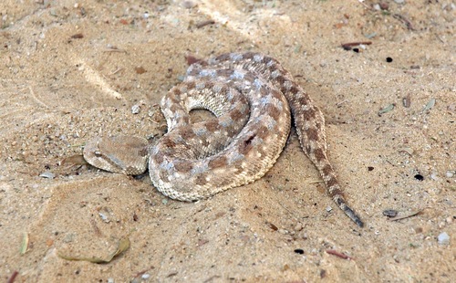 Desert Horned Viper