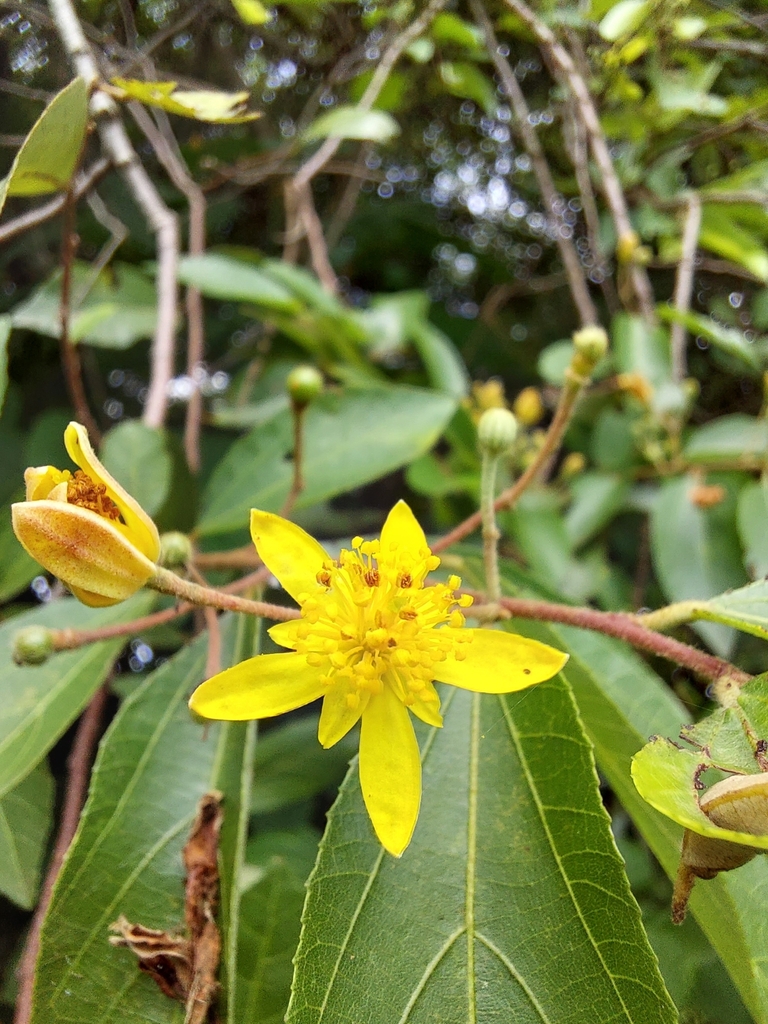 Donkeyberries from Nyagatare, Ruanda on October 30, 2023 at 10:10 AM by