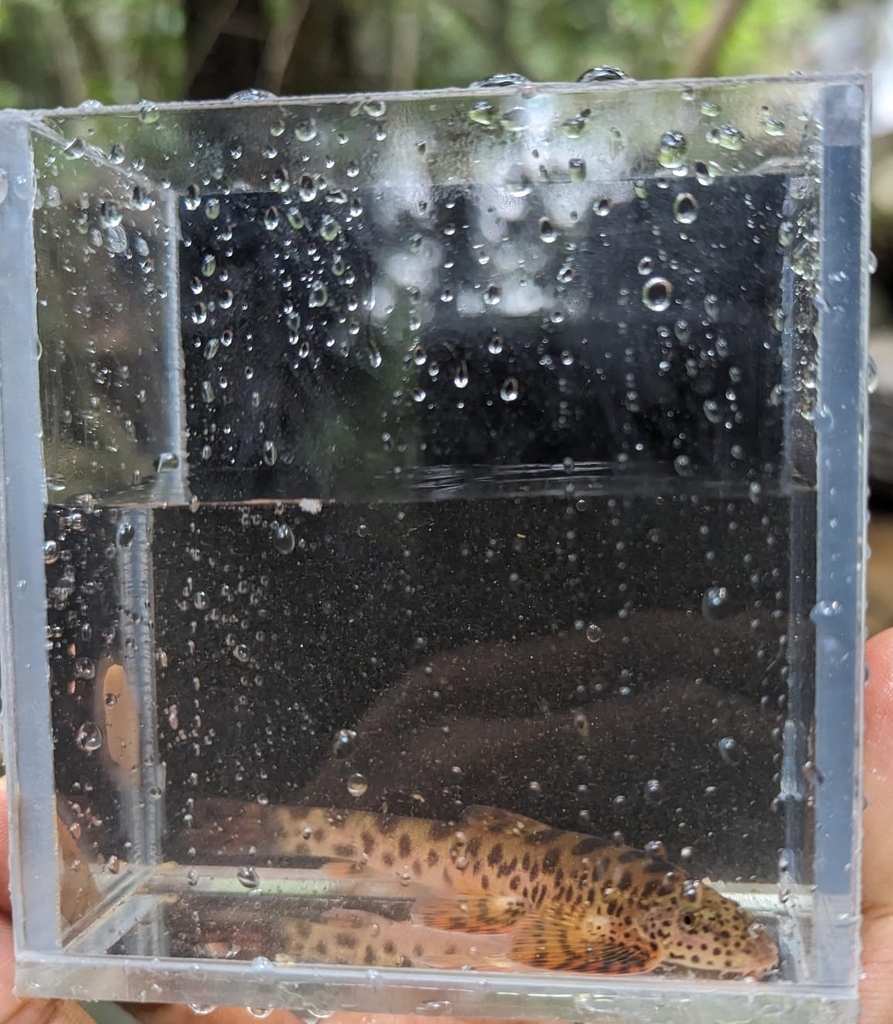 Western Ghats Loach in October 2023 by SRIJAN Sk. Bhavania austrelis ...