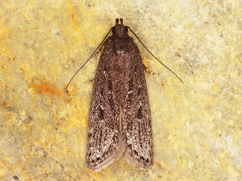 Neofaculta taigana