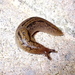 Balkan Threeband Slug - Photo (c) Jay Keller, all rights reserved, uploaded by Jay Keller