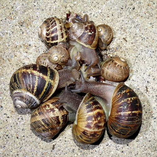 Land Snails and Slugs of San Diego County · iNaturalist