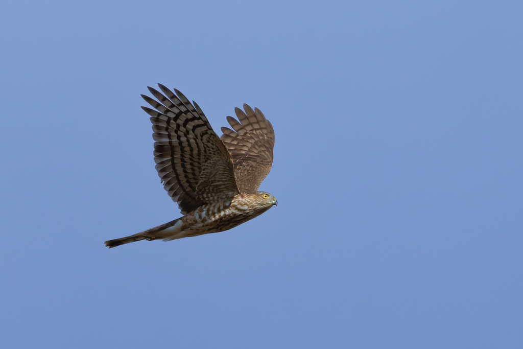 Sharp-shinned Hawk from Washington, DC on October 30, 2023 at 09:59 AM ...