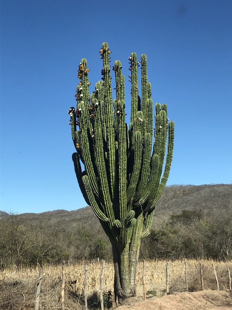 Indian Comb (Pachycereus pecten-aboriginum) · iNaturalist