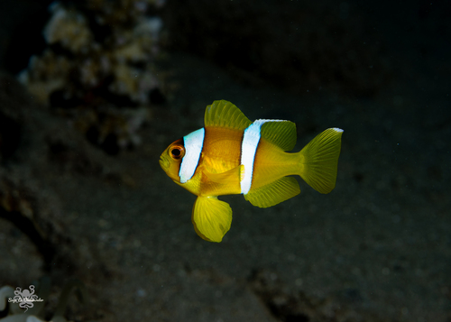 Red Sea Anemonefish