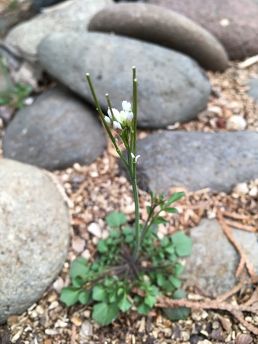 Cardamine hirsuta