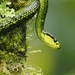 Black-speckled Palm Pit Viper - Photo (c) Zach Ginn, all rights reserved, uploaded by Zach Ginn