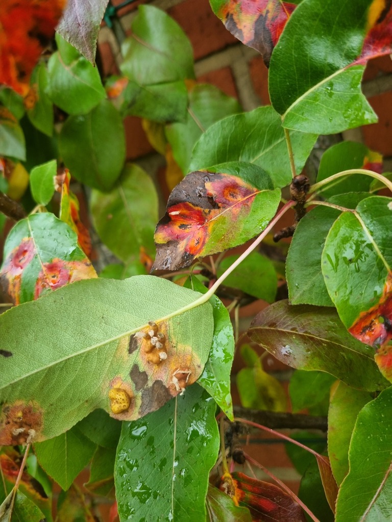 Ear Rust Sign Pear Rust from Namur, Wallonie, BE on October 31, 2023 at 02:53 PM by ...