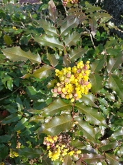 Oregon Grape - Photo (c) Riley Cameron, all rights reserved, uploaded by Riley Cameron