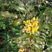 Berberis aquifolium - Photo (c) Riley Cameron, όλα τα δικαιώματα διατηρούνται, uploaded by Riley Cameron