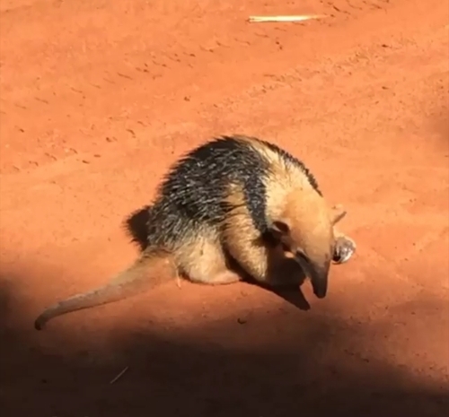 Southern Tamandua