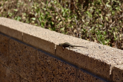 iNaturalist observation photo of Western Fence Lizard