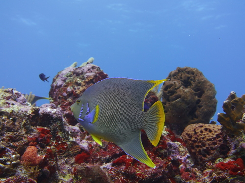 Blue Angelfish
