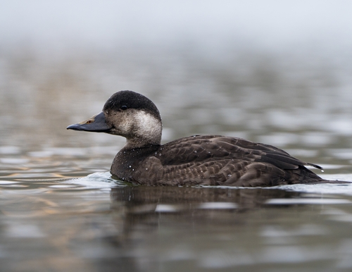 Common Scoter