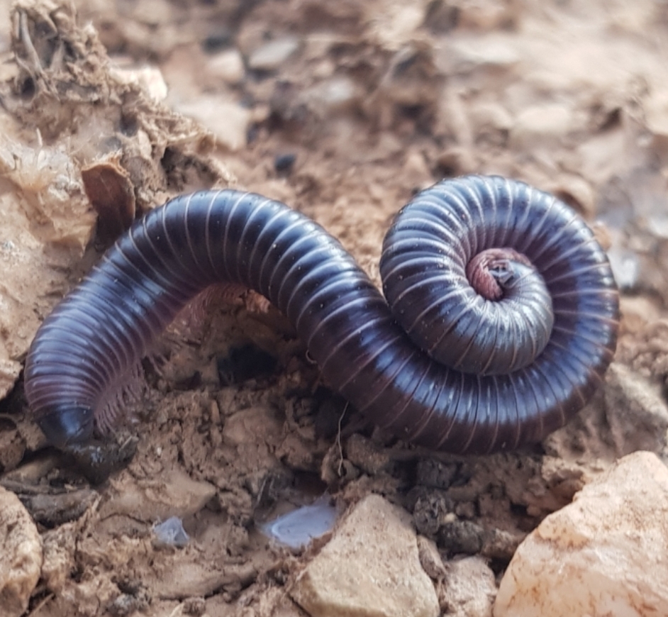 Round Backed Millipedes From 3R9W HX4 Ait Baha Marokko On October 31 2023 By Eelco In Morocco