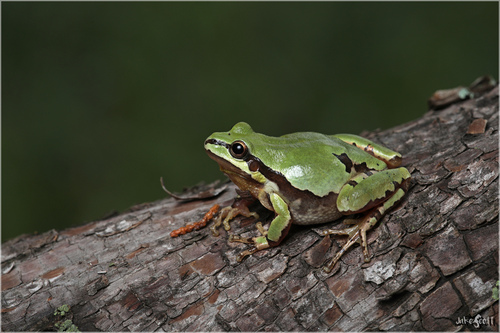 Arizona Tree Frog