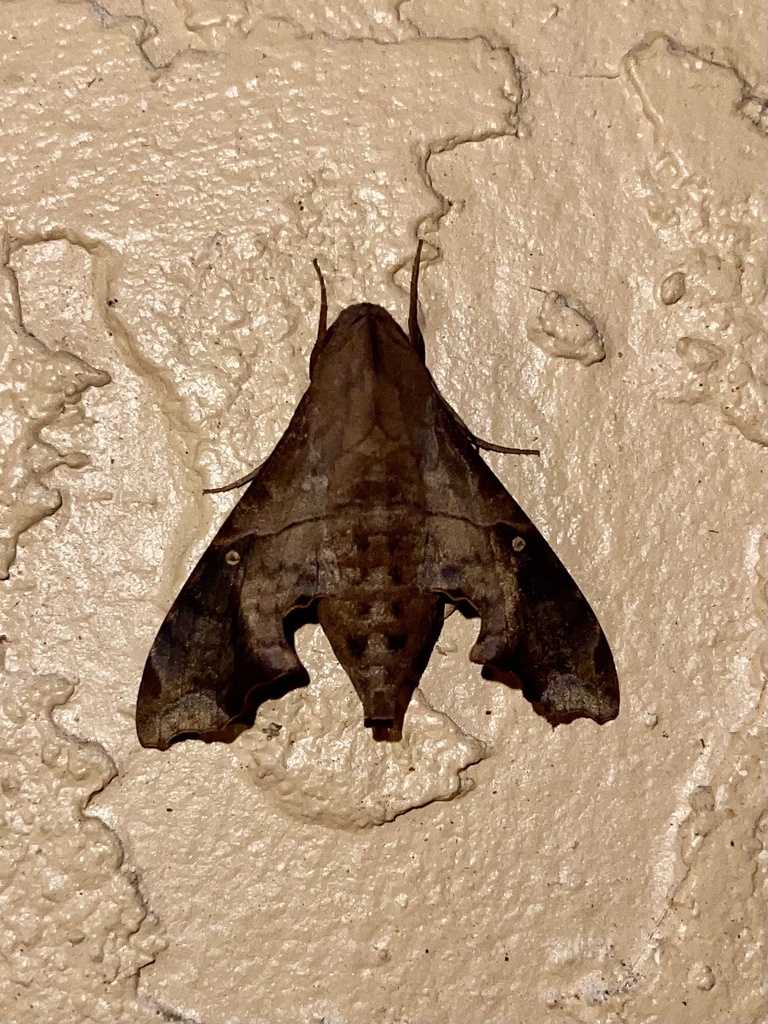 mournful-sphinx-from-sw-22nd-ct-cape-coral-fl-us-on-october-31-2023