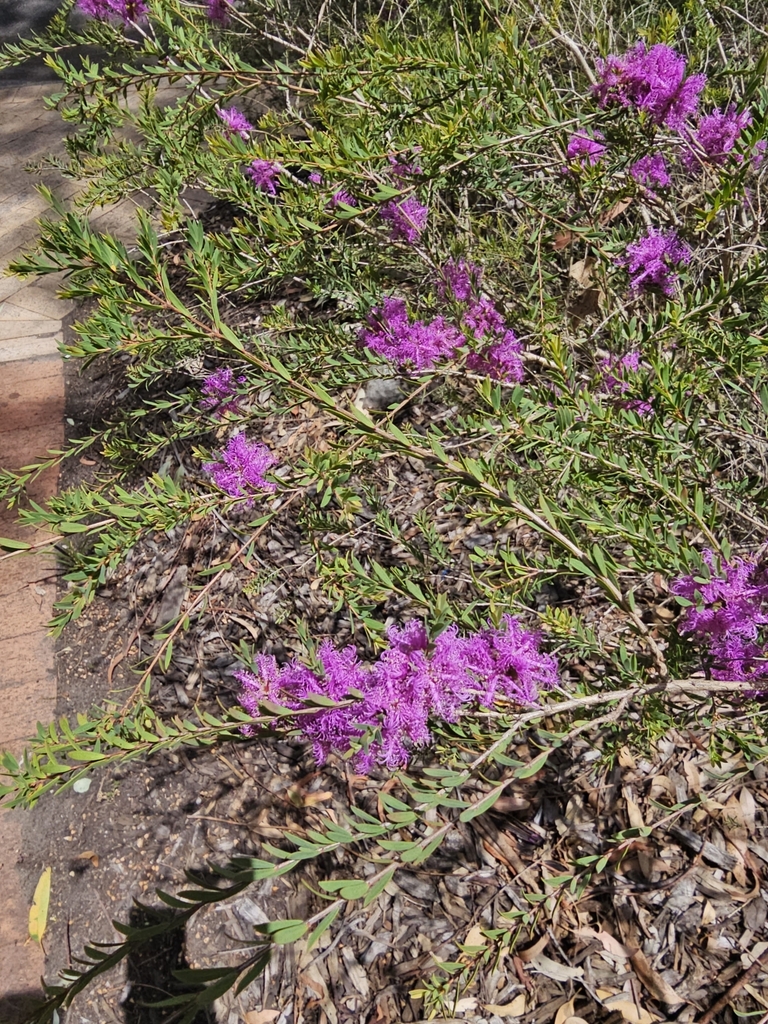 thyme honeymyrtle from Sydney Olympic Park NSW 2127, Australia on