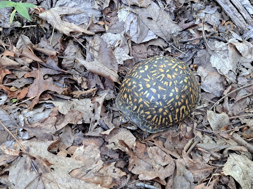 Common Box Turtle in June 2023 by Marta Nieto-Lugilde · iNaturalist