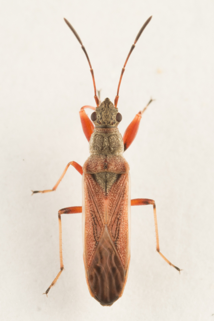 Genus Paromius · iNaturalist