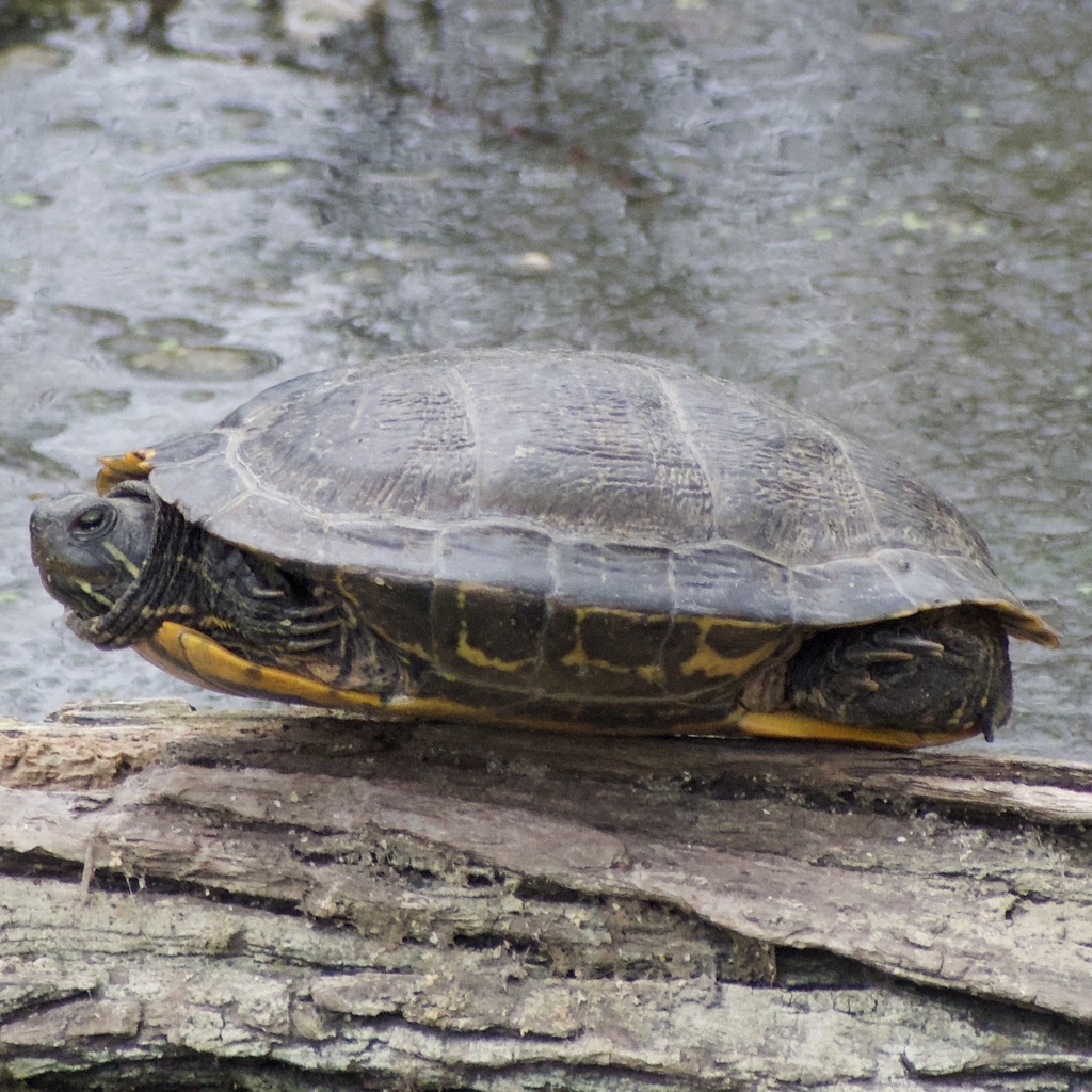 Pond Slider from Murfreesboro, TN, US on October 28, 2023 at 03:44 PM ...