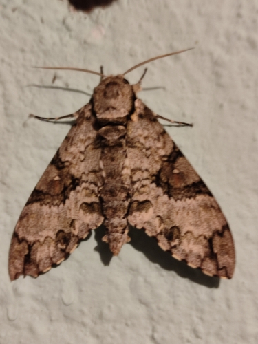 Florestan Sphinx (Manduca florestan)