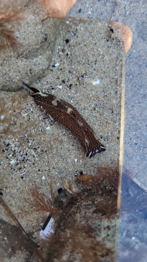 California Aglaja from Santa Barbara, CA 93106, USA on October 30, 2023