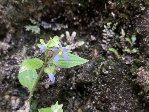 Exacum pteranthum