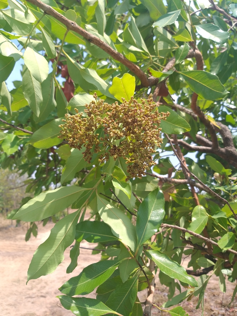 Syzygium owariense from Nkhotakota, Malawi on November 1, 2023 at 10:13 ...