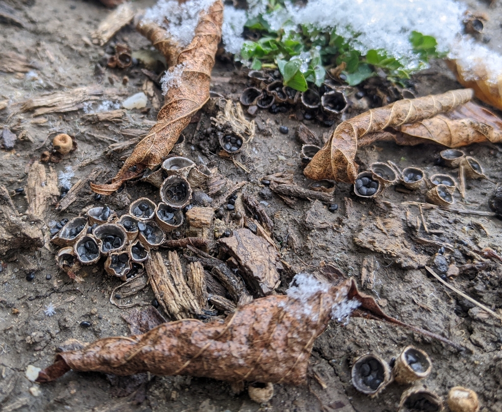 dungloving bird's nest fungus from Wilson & Berkeley 4499, Whitefish Bay, WI 53211, USA on