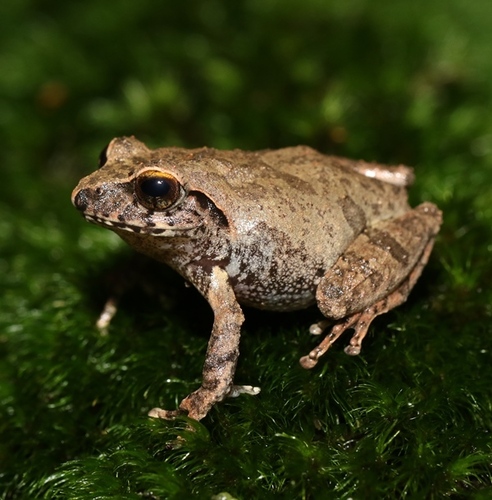 Knuckles Shrub Frog