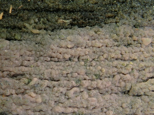 Tulasnella pallida