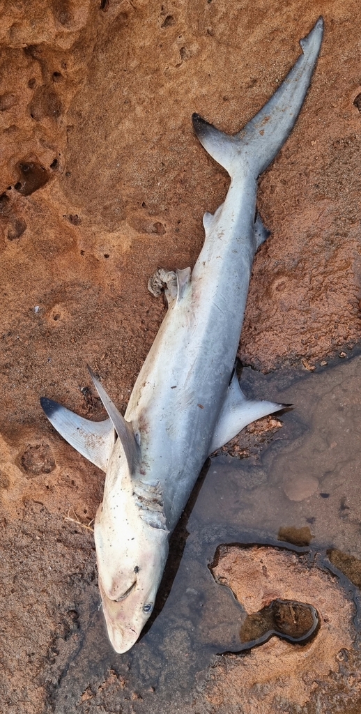 Australian Blacktip Shark from Finucane WA 6722, Australia on November ...