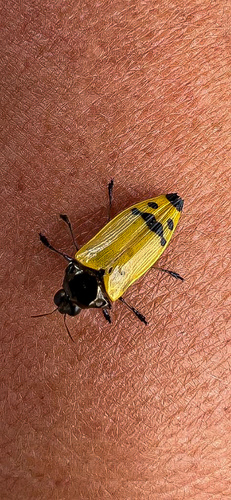 Conognatha apicalis · iNaturalist