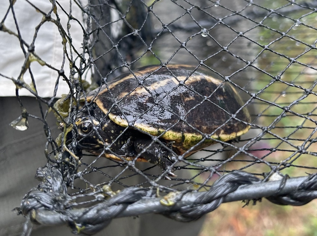 Striped Mud Turtle from Orlando, FL, US on November 1, 2023 at 09:58 AM ...