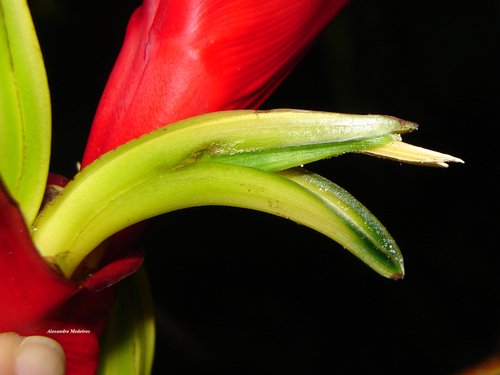 Heliconia farinosa
