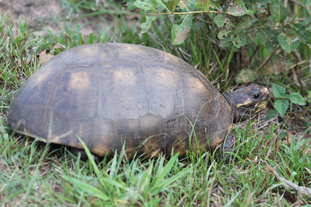 Brazilian Giant Tortoise In September 2018 By Robert Ulph · Inaturalist