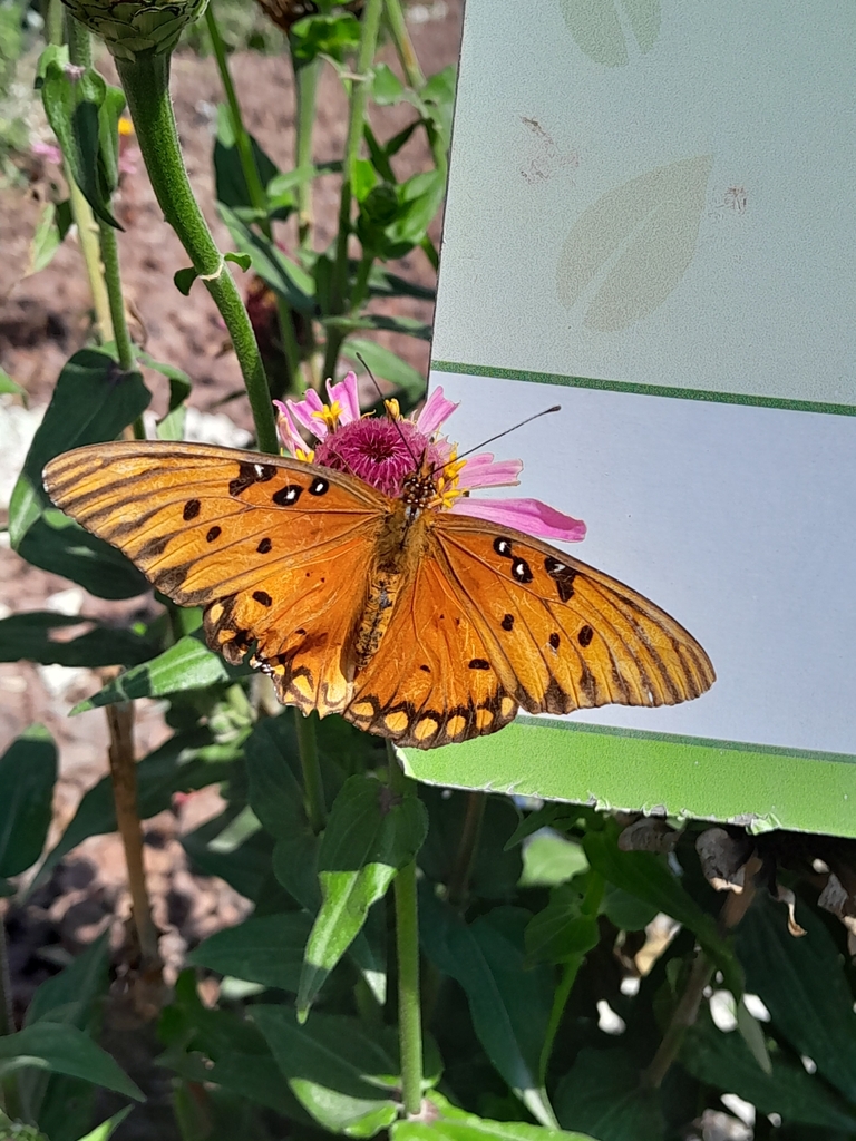 Dione Vanillae Incarnata From Hgo M Xico On October At Am By Pame Nava