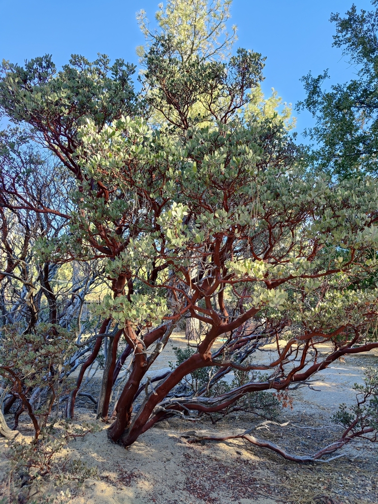 pointleaf manzanita from IdyllwildPine Cove, CA, USA on November 1