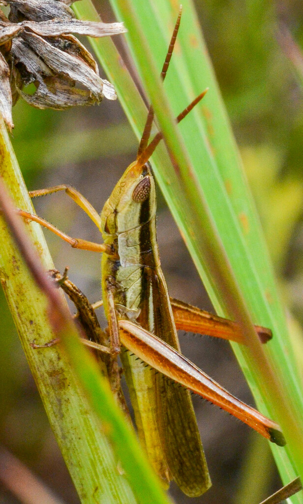 Mermiria bivittata maculipennis from Mason County, IL, USA on July 19 ...