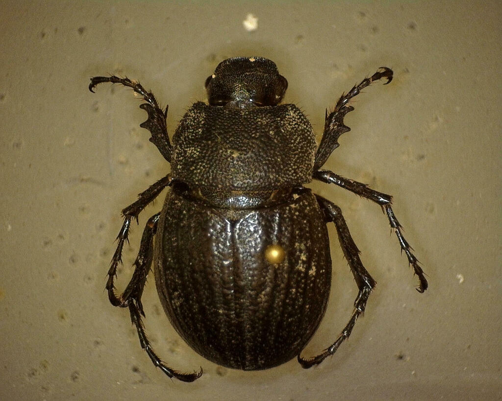 Phyllophaga cribrosa from Kimble County, TX, USA on June 13, 2023 at 12 ...