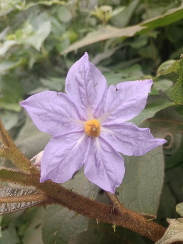 Solanum hexandrum