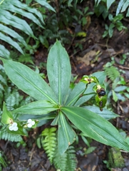 Tradescantia zanonia image