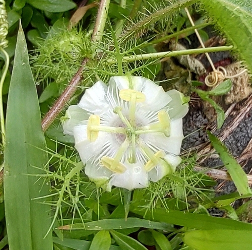 Stinking Passionflower