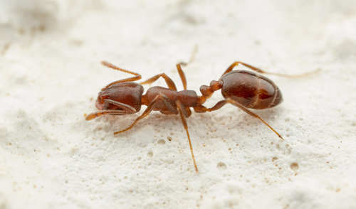 Monomorium australeMonomorium australe