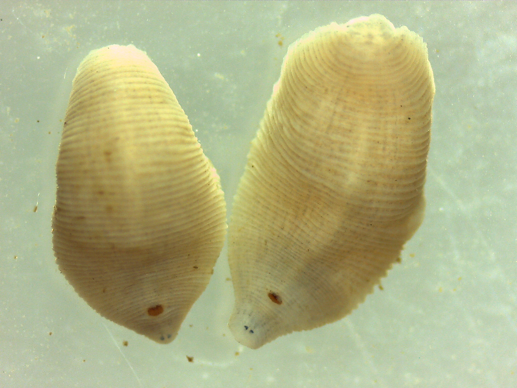 Preserved Leeches