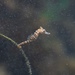 Observation photo
