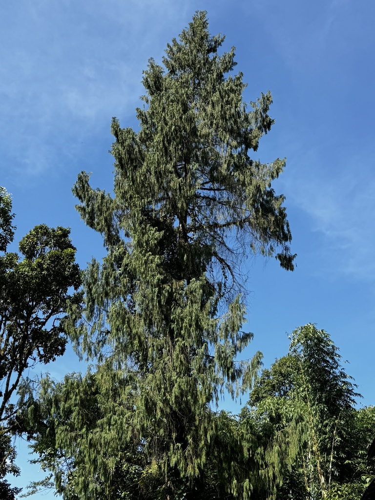 bhutan-cypress-from-sikkim-india-on-october-23-2023-at-01-14-pm-by