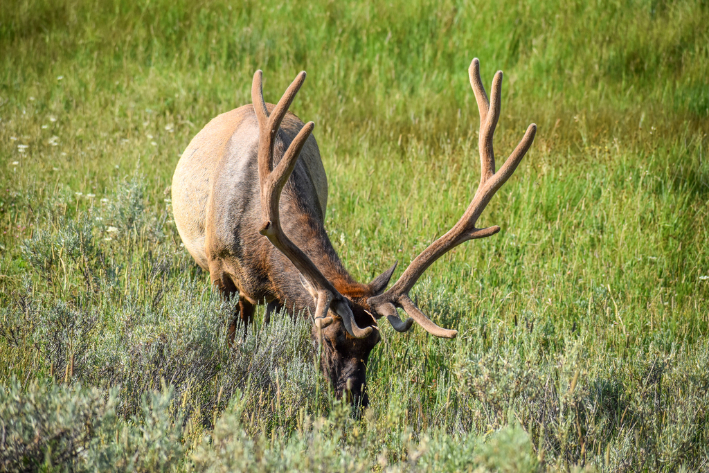 Wapiti from Park County, WY, USA on July 23, 2021 at 09:24 AM by ...